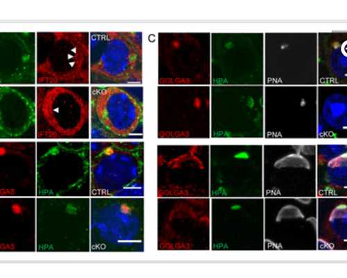 天津供卵自怀代怀（天津供卵机构有吗）